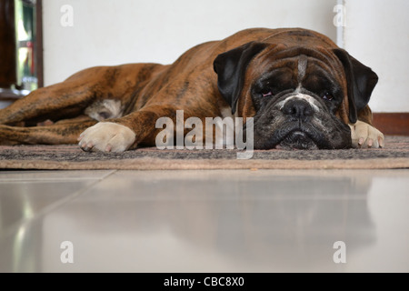 Appuyée sur un tapis de chien Banque D'Images