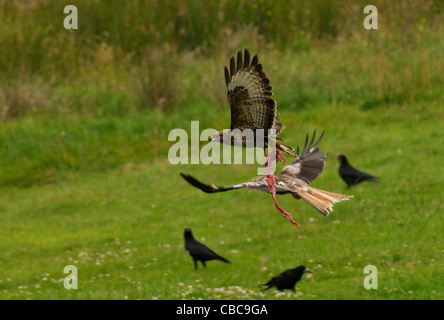 Buse variable s'envoler avec de gros morceau de viande au-dessus d'un champ près de tulle au Pays de Galles, Royaume-Uni. Banque D'Images