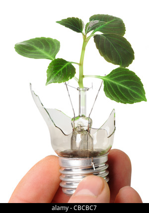 L'ampoule cassée dans une main avec une plante poussant à partir de celui-ci. Il est isolé sur fond blanc Banque D'Images