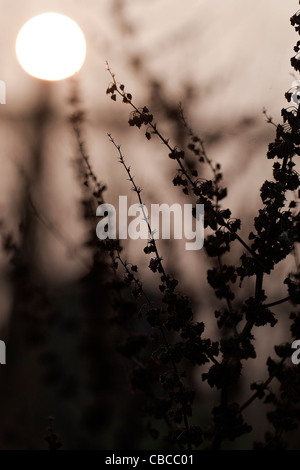 Coucher du soleil la silhouette d'une image de Rumex, quai aux fleurs mauvaises herbes prises dans le Somerset, Royaume-Uni. Couleur sépia Banque D'Images