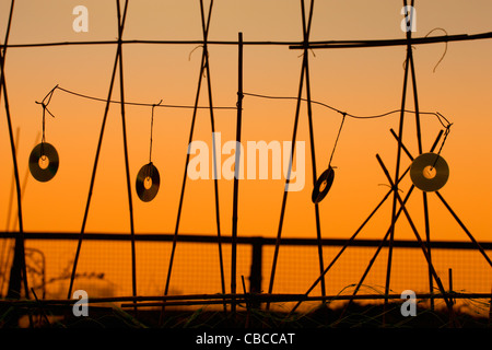 Coucher du soleil orange silhouette, bird scarer, quatre CD musicaux, dans le vent, la pendaison de bambou cannes jardin sur un allotissement. Banque D'Images