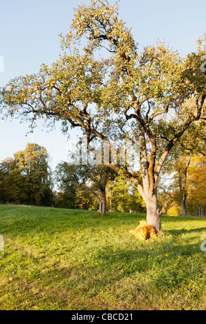 Les arbres croissant in rural field Banque D'Images