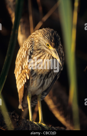 Nankeen juvénile (Nycticorax caledonicus), l'eau jaune, Kakadu, territoire du Nord, Australie Banque D'Images