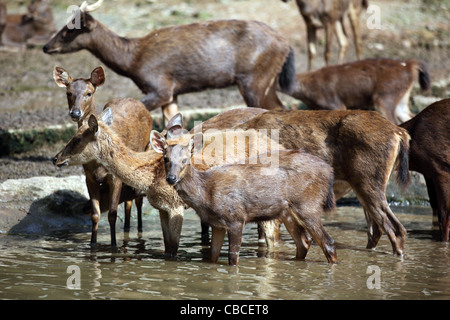 Cerfs Sambar à Lok Kawi park de la faune dans la région de Kota Kinabalu. Banque D'Images