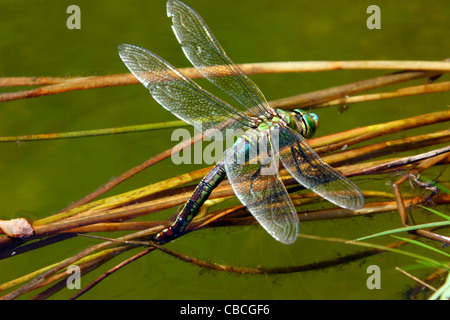 Libellule Anax imperator (Empereur) femelle pondre des œufs, au Royaume-Uni. Banque D'Images