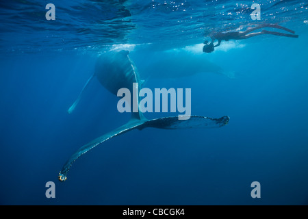 Rorqual à bosse, Megaptera novaeangliae, mer des Caraïbes, la Dominique Banque D'Images