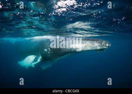 Rorqual à bosse, Megaptera novaeangliae, mer des Caraïbes, la Dominique Banque D'Images