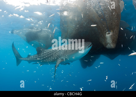 La pêche au requin-baleine sous plate-forme appelée Bagan, Rhincodon typus, Cenderawasih Bay, en Papouasie occidentale, en Indonésie Banque D'Images