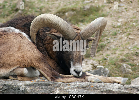 Détail d'un mouflon tout en vous reposant à l'ambiance pierreux Banque D'Images