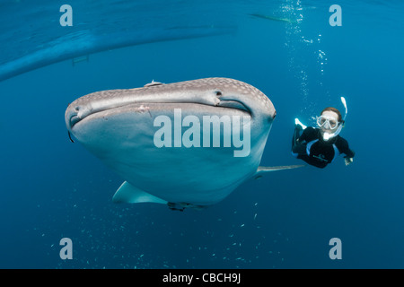 Requin-baleine et l'Apnéiste, Rhincodon typus, Cenderawasih Bay, en Papouasie occidentale, en Indonésie Banque D'Images