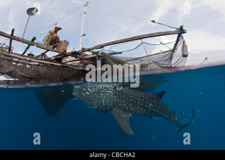 La pêche au requin-baleine sous plate-forme appelée Bagan, Rhincodon typus, Cenderawasih Bay, en Papouasie occidentale, en Indonésie Banque D'Images