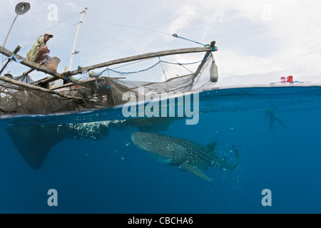 La pêche au requin-baleine sous plate-forme appelée Bagan, Rhincodon typus, Cenderawasih Bay, en Papouasie occidentale, en Indonésie Banque D'Images