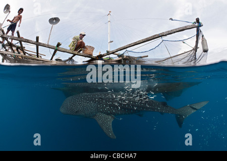 La pêche au requin-baleine sous plate-forme appelée Bagan, Rhincodon typus, Cenderawasih Bay, en Papouasie occidentale, en Indonésie Banque D'Images