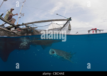 La pêche au requin-baleine sous plate-forme appelée Bagan, Rhincodon typus, Cenderawasih Bay, en Papouasie occidentale, en Indonésie Banque D'Images