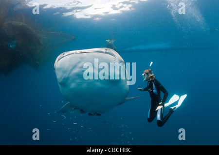 Requin-baleine et l'Apnéiste, Rhincodon typus, Cenderawasih Bay, en Papouasie occidentale, en Indonésie Banque D'Images