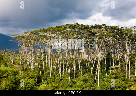 Impressions de Baliem Valley, en Papouasie occidentale, en Indonésie Banque D'Images