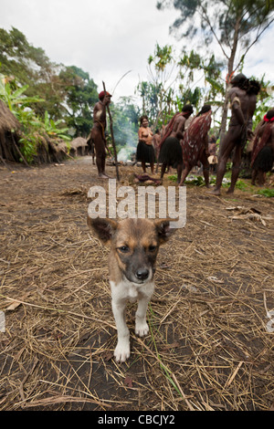 Chien dans Village, Dani Baliem Valley, en Papouasie occidentale, en Indonésie Banque D'Images