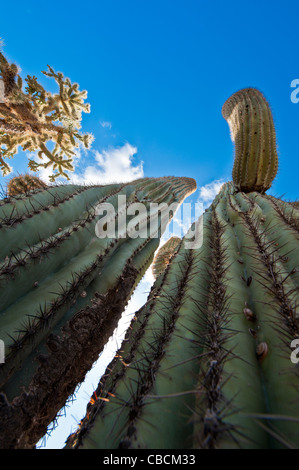 Un Fruit-Chain Cholla cactus géant le long du côté des saguaros dans le désert de Sonora. Florence, Arizona. Banque D'Images