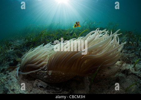 Anémone de mer cuir Clarks avec poisson clown dans les herbiers marins Heteractis crispa Amphiprion clarki, Cenderawasih Bay Indonésie Banque D'Images