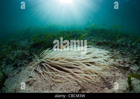 Anémone de mer cuir Clarks avec poisson clown dans les herbiers marins Heteractis crispa Amphiprion clarki, Cenderawasih Bay Indonésie Banque D'Images