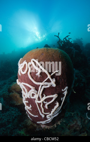 Les concombres de mer blanc sur le corps, éponge Synaptula sp., Xestopongia testudinaria, Cenderawasih Bay, en Papouasie occidentale, en Indonésie Banque D'Images