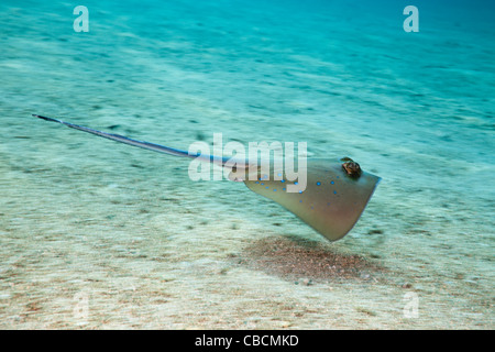 Bluespotted Stingray, Dasyatis kuhlii, Cenderawasih Bay, en Papouasie occidentale, en Indonésie Banque D'Images