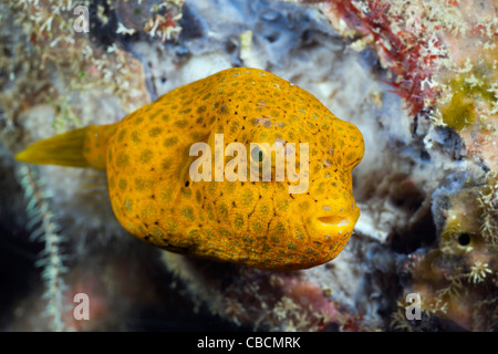 La Star Puffer, Arothron stellatus, Cenderawasih Bay, en Papouasie occidentale, en Indonésie Banque D'Images