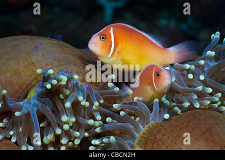Anémone de mer rose poisson clown Amphiprion perideraion, Heteractis magnifica, Papouasie occidentale, Indonésie symbiose poissons clowns Banque D'Images