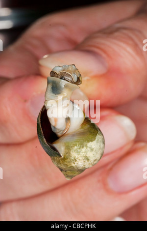 Un petit bigorneau ou winkle, nom scientifique Littorina littorea est extraite de sa coquille avec une aiguille. Banque D'Images