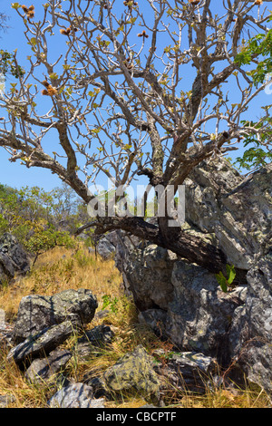 Biome de savane appelé cerrado, Brésil Highlands : végétation sur affleurement rocheux : arbre de Wunderlichia crulsiana de la famille des Asteraceae. Le cerrado est un haut lieu de biodiversité Banque D'Images