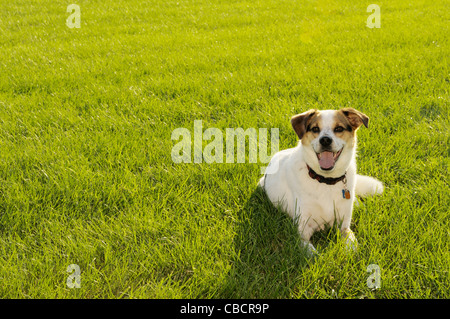 Chien sur champ rétroéclairé en été Banque D'Images