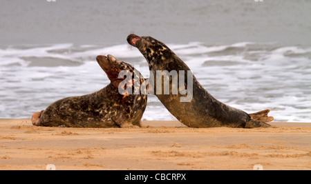 Deux bullsl mer gris, Halichoerus grypus bataille pour l'accouplement de l'homme sur la plage Banque D'Images