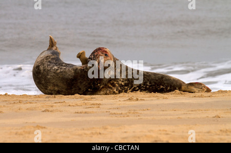 Deux bullsl mer gris, Halichoerus grypus bataille pour l'accouplement de l'homme sur le bord de la surf Banque D'Images