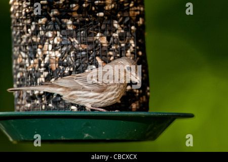 Roselins féminin sur les semences d'alimentation. Banque D'Images