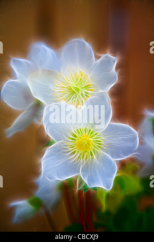 Pulsatilla vulgaris, modifié numériquement pour des effets artistiques Banque D'Images