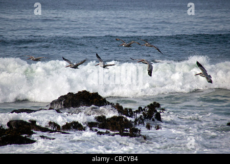 Le Pélican brun voler plus de vagues à Pigeon Point Light Station State Historic Park sur la côte au sud de San Francisco. Banque D'Images