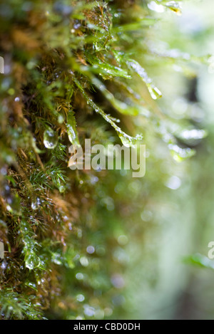 Des gouttes de rosée sur la mousse Banque D'Images