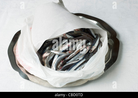 Anchois crus frais dans le sac en plastique Banque D'Images