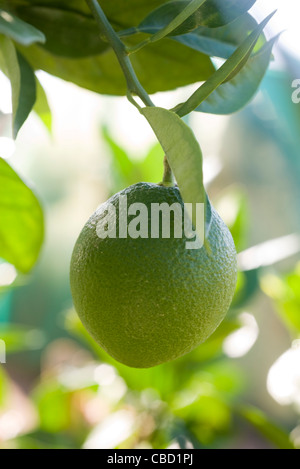 La chaux growing on tree Banque D'Images