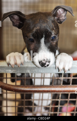 Chiot mignon dans le panier Banque D'Images