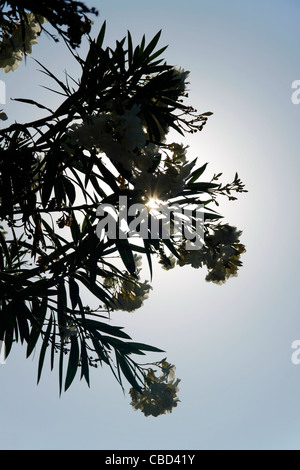 Arbre d'oléandre (Nerium oleander) contre le soleil, Croatie Banque D'Images