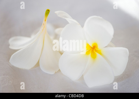 Fleurs de frangipanier Banque D'Images