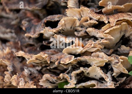 Champignon poussant sur un arbre Banque D'Images