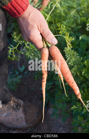 Man's hand holding freshly harvested carrots Banque D'Images