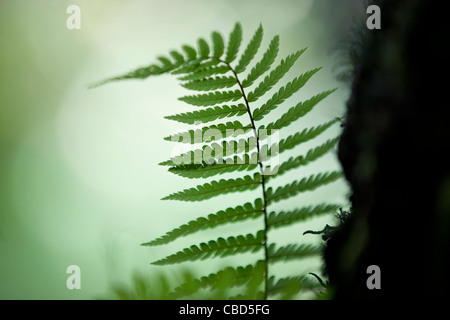 Arbre Feuilles de fougère Banque D'Images