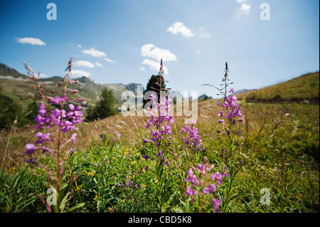 Epilobium angustifolium, Rosebay Willowherb croissant sur une colline à La Plagne en Savoie Alpes en été du soleil Banque D'Images