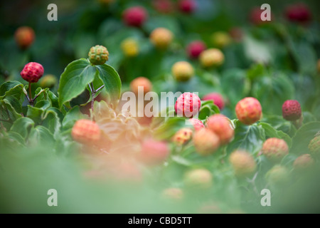 Cornus kousa fruits Banque D'Images