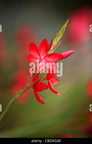 Hesperantha coccinea fleurs rouges Banque D'Images