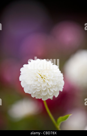 Une fleur dahlia blanc Banque D'Images