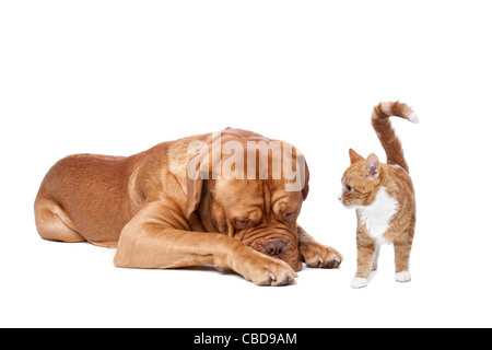 Un gros chien et un petit chat devant un fond blanc Banque D'Images